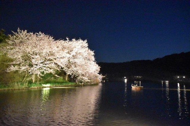 三渓園 夜桜 佐藤歯科診療室 京急田浦 船越町